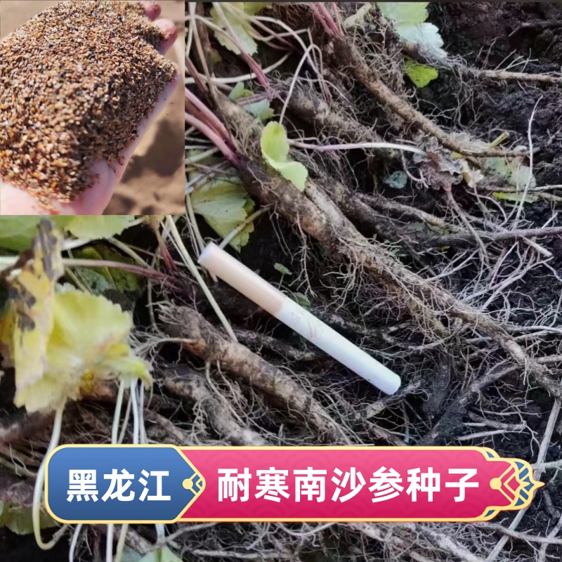 东北泡参种子南沙参种子耐寒植物药材种子草本植物中药种子