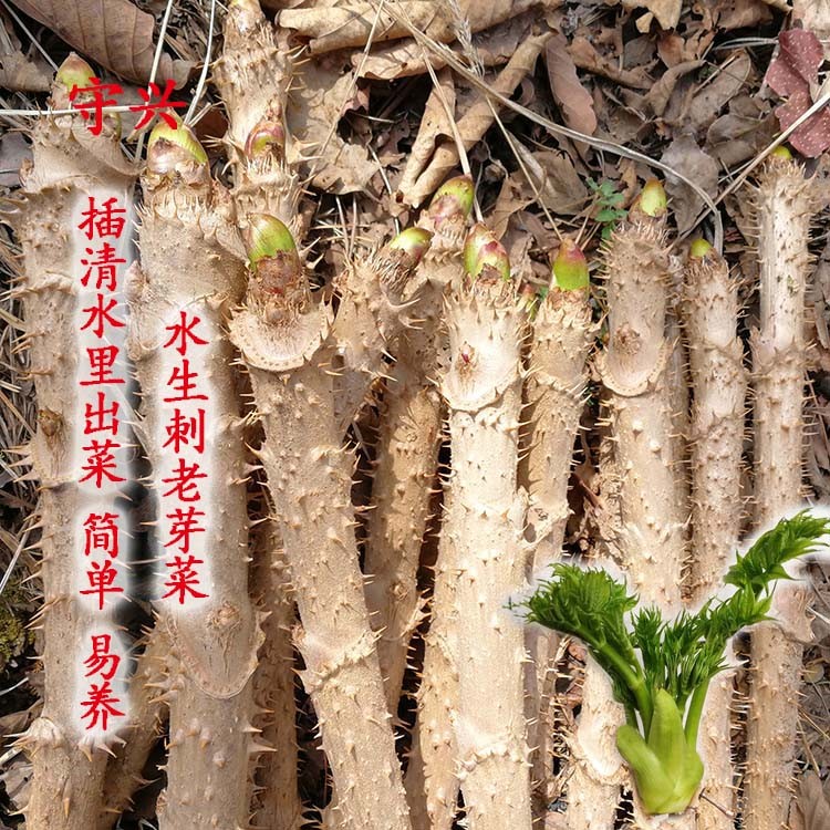 50根包邮水培刺老芽杆刺嫩芽杆刺老芽菜刺嫩芽菜