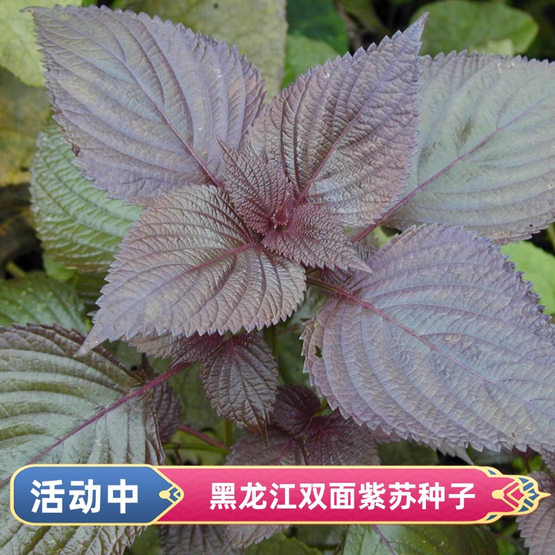 东北耐寒紫苏种子大叶盆栽可食用苏子紫苏叶籽菜蔬菜苏子种子