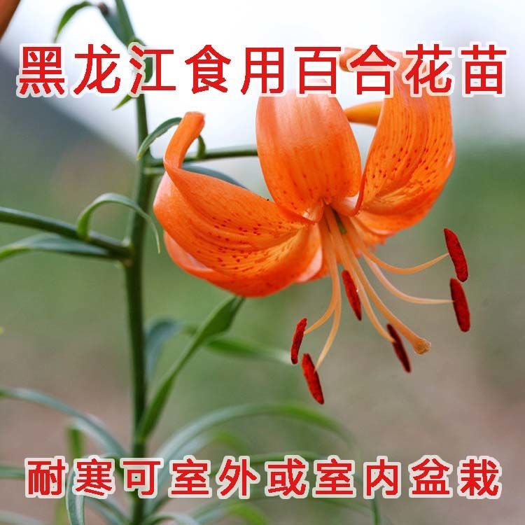 黑龙江可过冬山丹丹花萨日朗花野百合花大卷叶百合种子