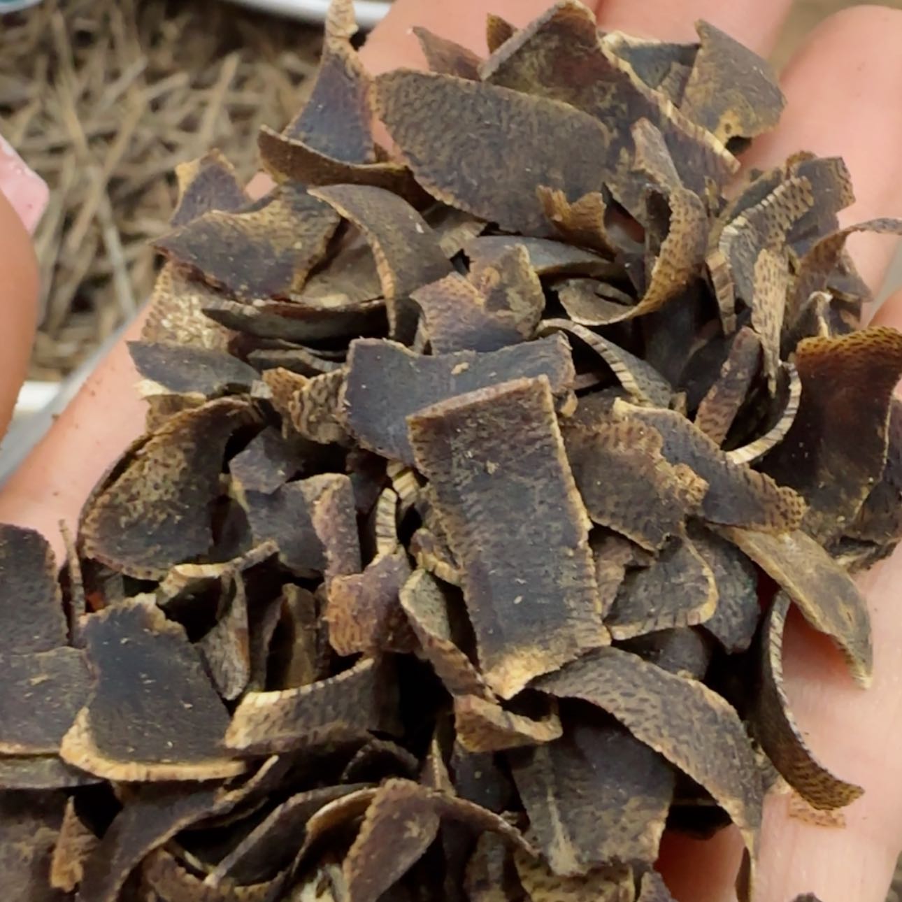 【闪购商品】棋楠沉香老料切片料10.3克