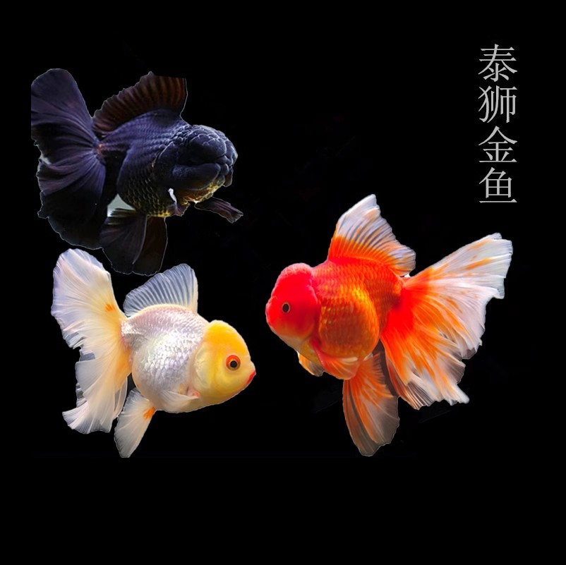 【无开箱 不售后】金鱼淡水观赏鱼泰狮金鱼