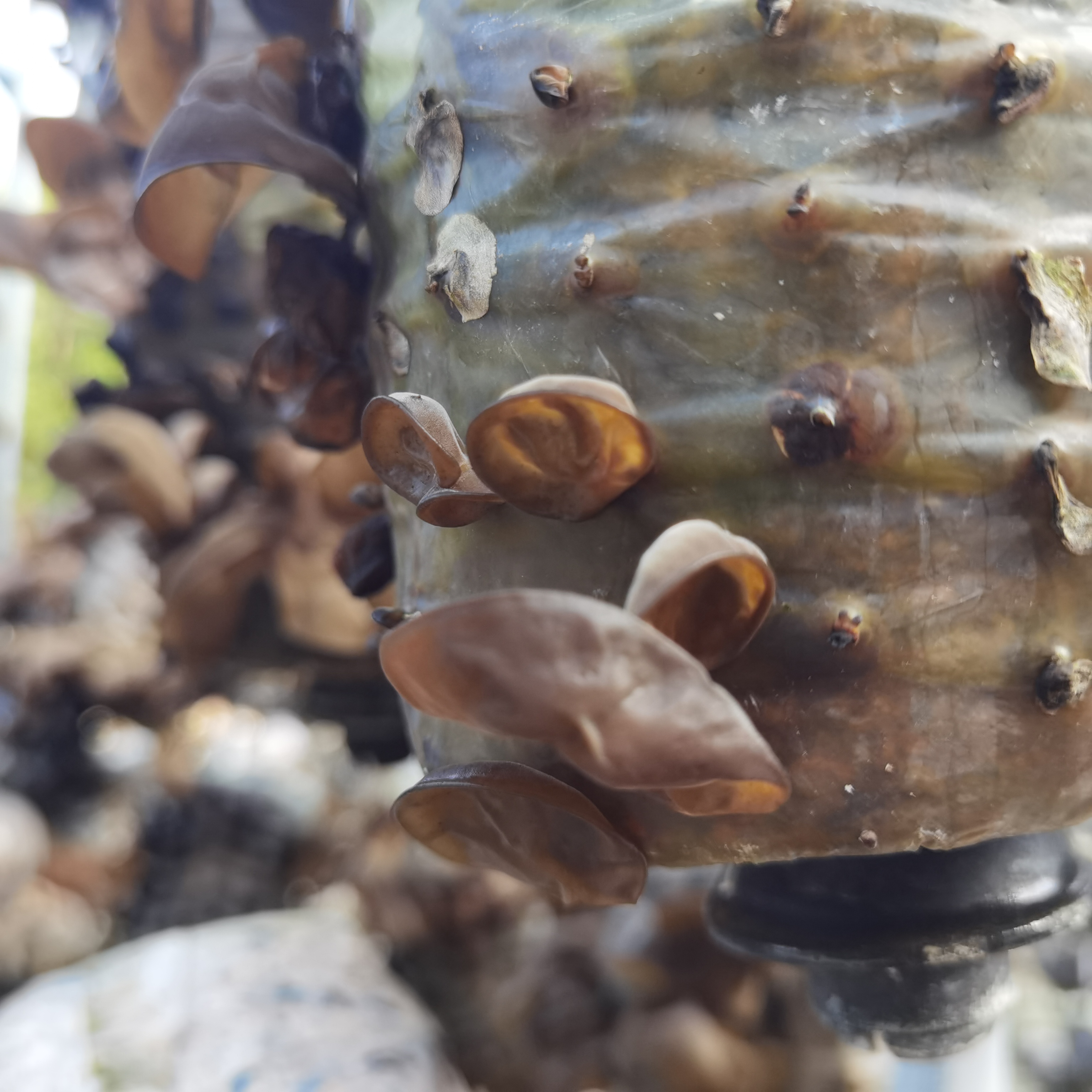 秦岭腹地露天头茬黑木耳肉厚散装经济实惠