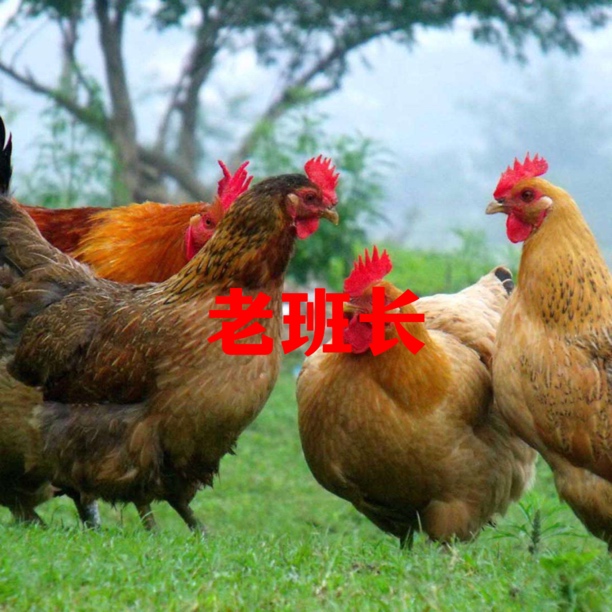（老班长推荐）湖南常德农村农家自养土鸡鸭鹅活杀冷链真空顺丰包邮