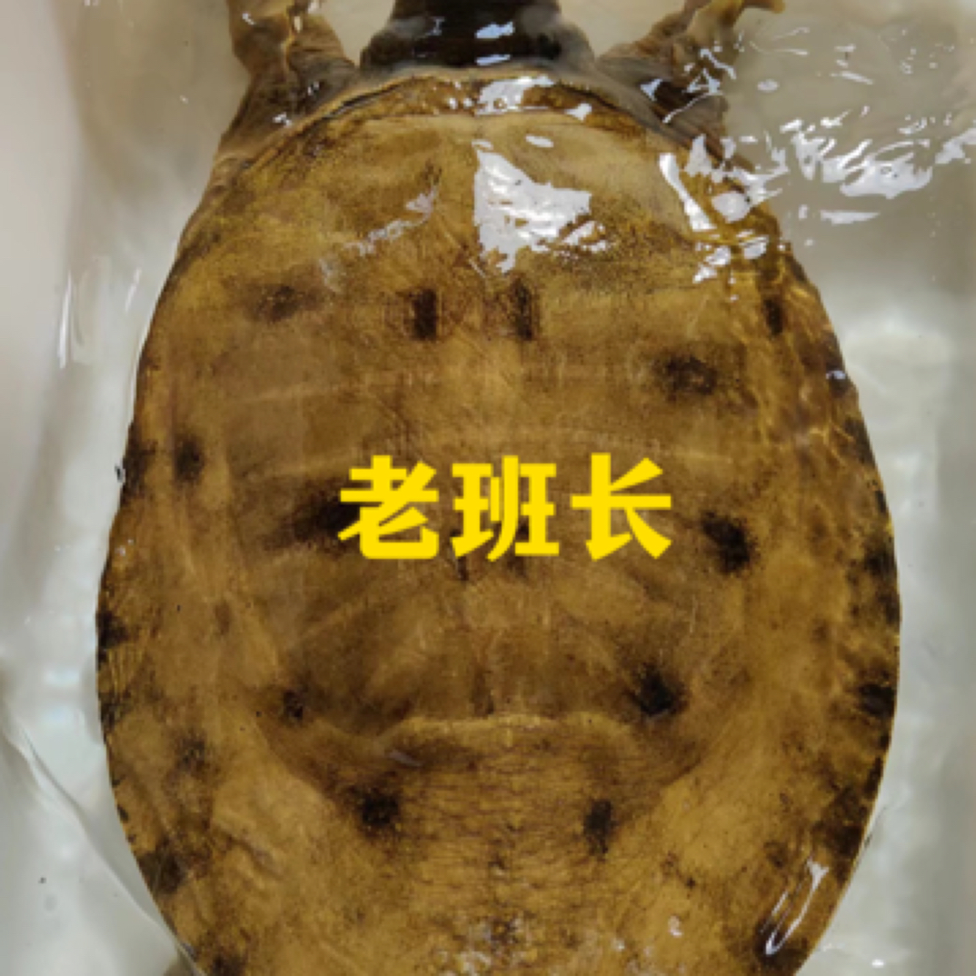 （老班长推荐）湖南常德农村土甲鱼专拍改价链接（图片仅供参考）！才√