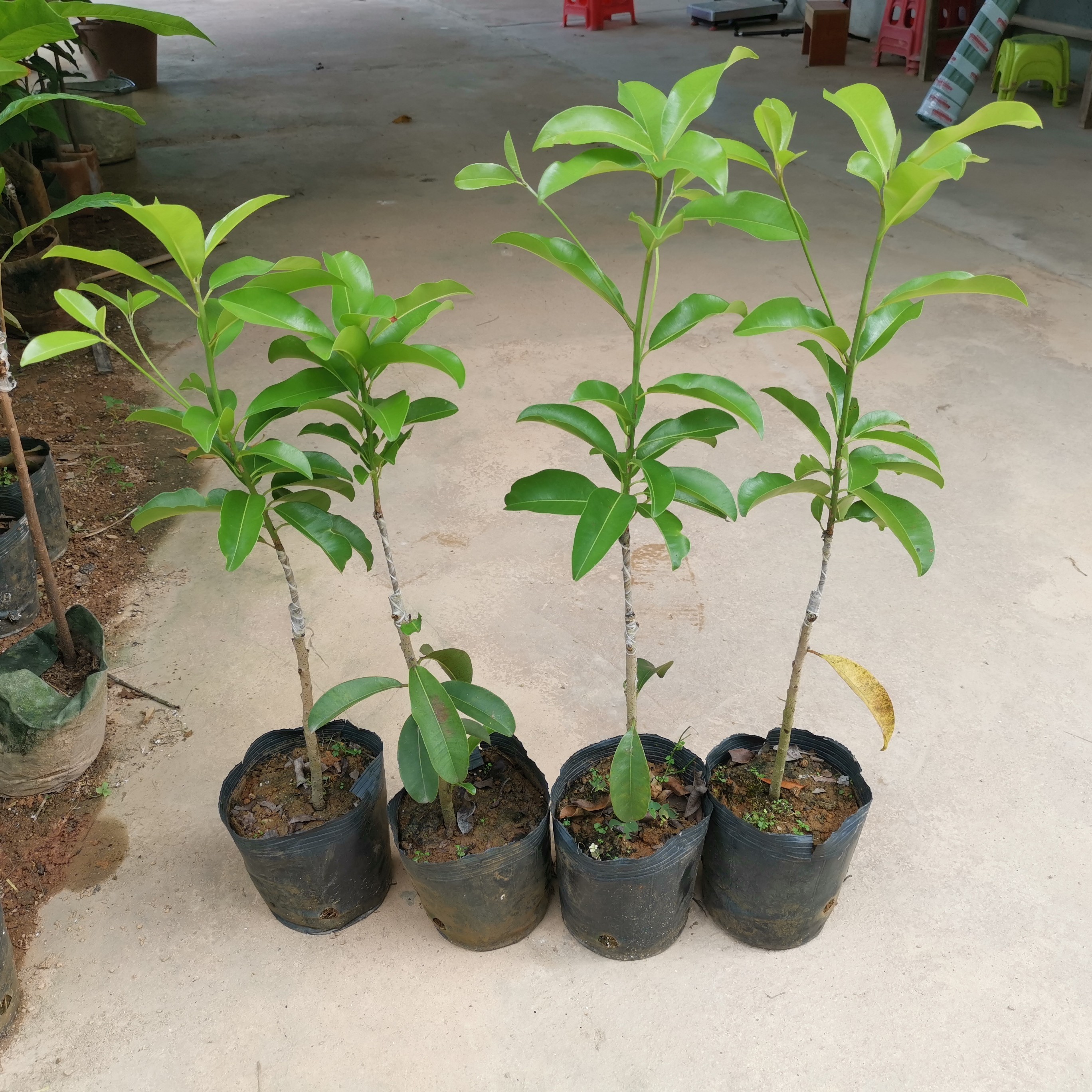 越南人心果 嫁接苗 大果品种 四季开花 纯甜果肉不起沙
