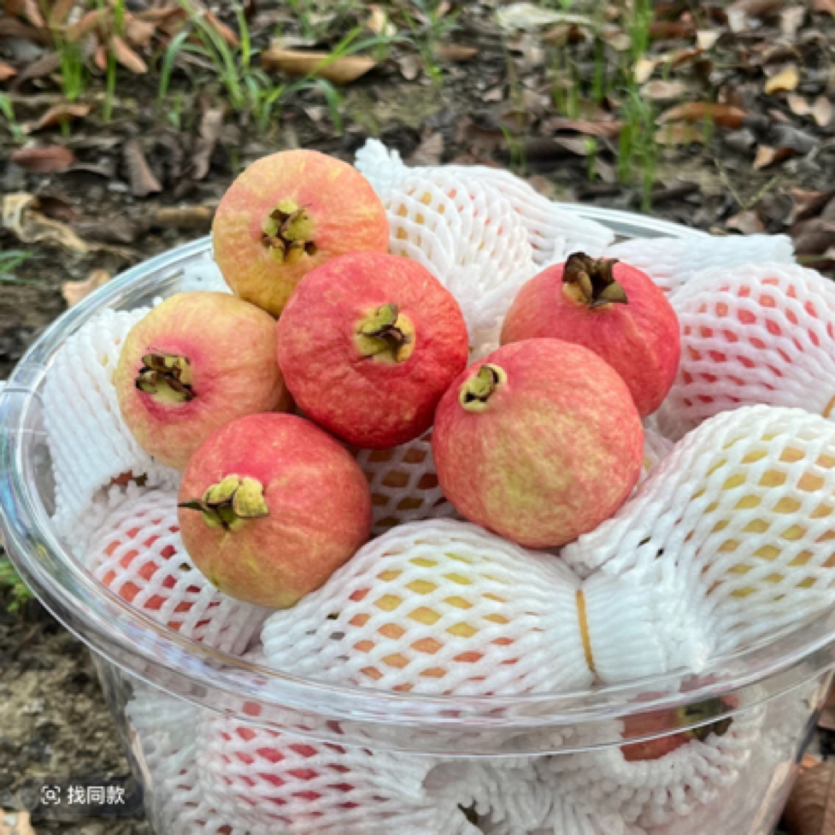 胭脂红番石榴芭乐嫁接苗白心芭乐盆栽地栽杯苗带土带叶