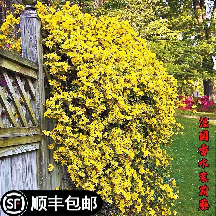 法国香水茉莉花盆栽浓香花卉阳台庭院耐寒爬藤植物香水藤多季开花