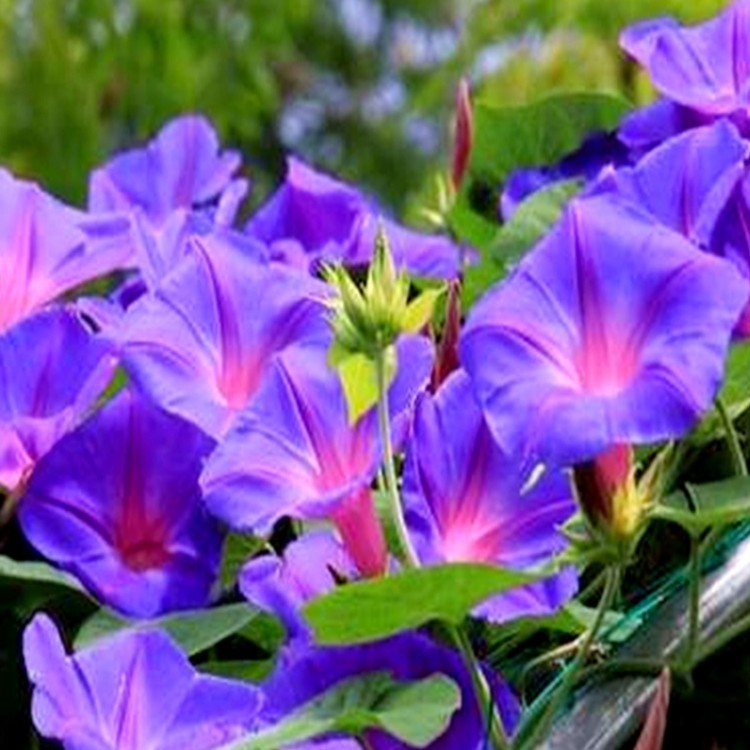 牵牛花带花苞长花期爬藤拱门蓝牵牛易养活爆花攀援阳台庭院植物好