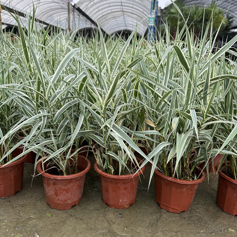 水培花叶芦苇室外鱼池鱼塘边挺水水生植物花叶芦竹湿地假山造景苗