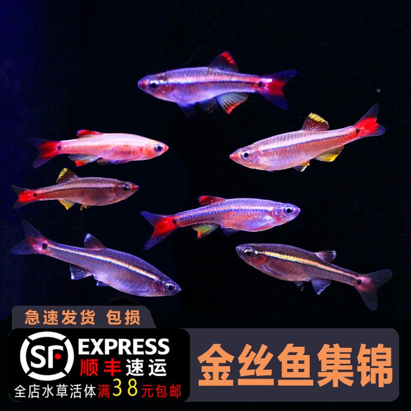 白云金丝鱼金丝灯原生鱼冬天不加热冷水观赏小型灯科鱼耐活低温氧