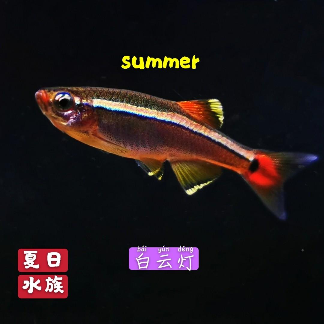 白云灯瑰丽金丝灯原生观赏鱼耐寒草缸群游混养耐养小型冷水鱼