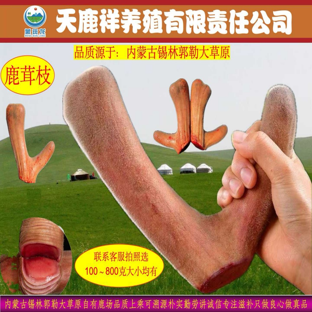 鹿茸枝内蒙古大草原农村自养梅花鹿鲜鹿茸枝拍照称重改价