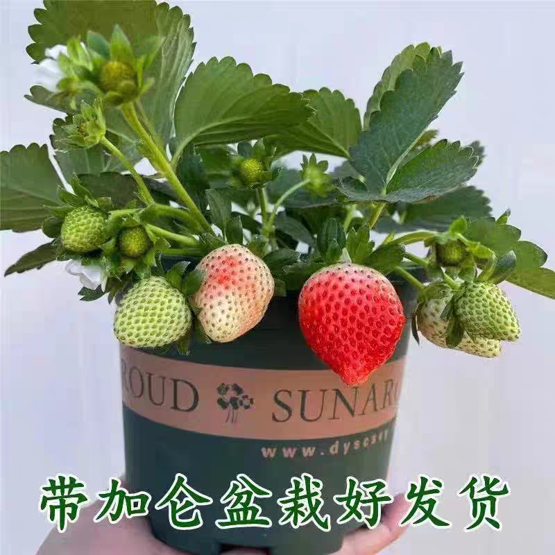 草莓苗四季种植庭院阳台盆栽地栽室内室外原盆原土发货好养简单种