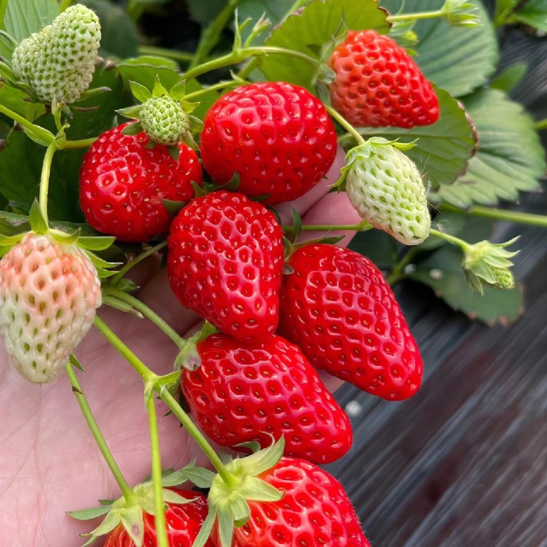 【宁玉草莓杯苗】结果大而且早熟产量高品种可盆栽地栽阳台庭院种植