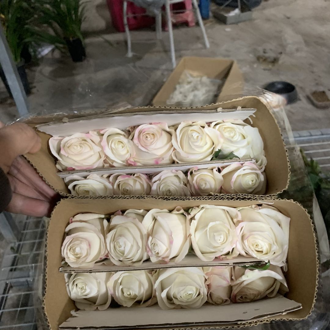 【高盛玫瑰】一单也包邮 鲜花任意2单以上升级空运或冷链 鲜花