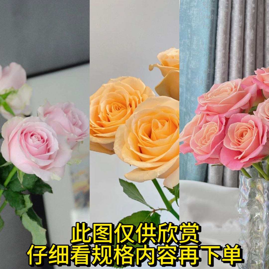 【特蕾莎玫瑰】 稀有玫瑰捡了漏 浅色系 易开炸 收到脱水醒花恢复