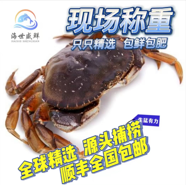 【现捞现称】珍宝蟹 每日特价处理 一单一拍 江浙沪顺丰包邮