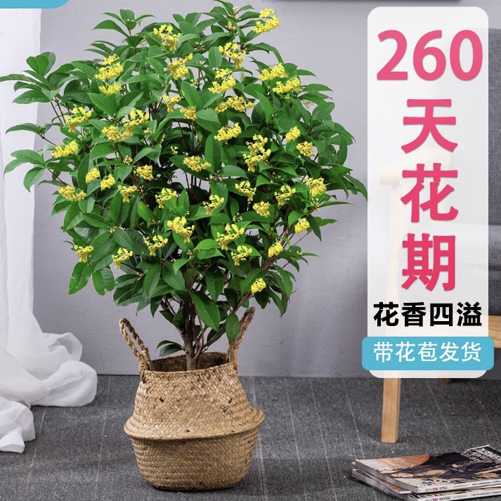 【精品四季桂5年苗】开花香室内外盆栽地栽均可原盆原土顺丰包邮
