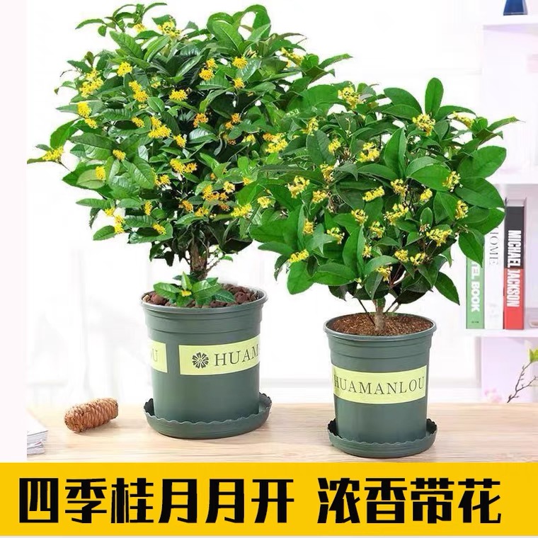 【精品四季桂6年苗】开花香室内外盆栽地栽均可原盆原土顺丰包邮