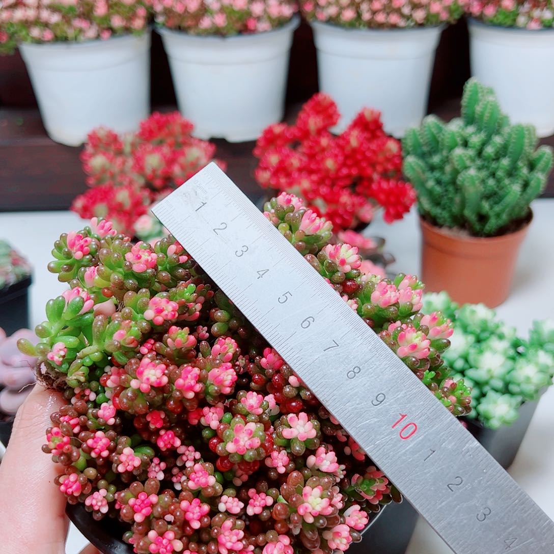 大七彩龙珠1111111111