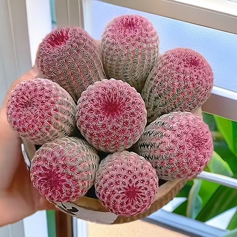 实生红太阳仙人球 防辐射 夏季好养会开花 阳台好养多肉植物