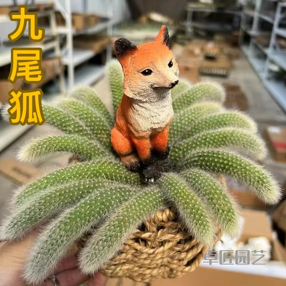 九尾狐多肉植物 稀有仙人球8-10厘米 好养室外养会开花多肉植物
