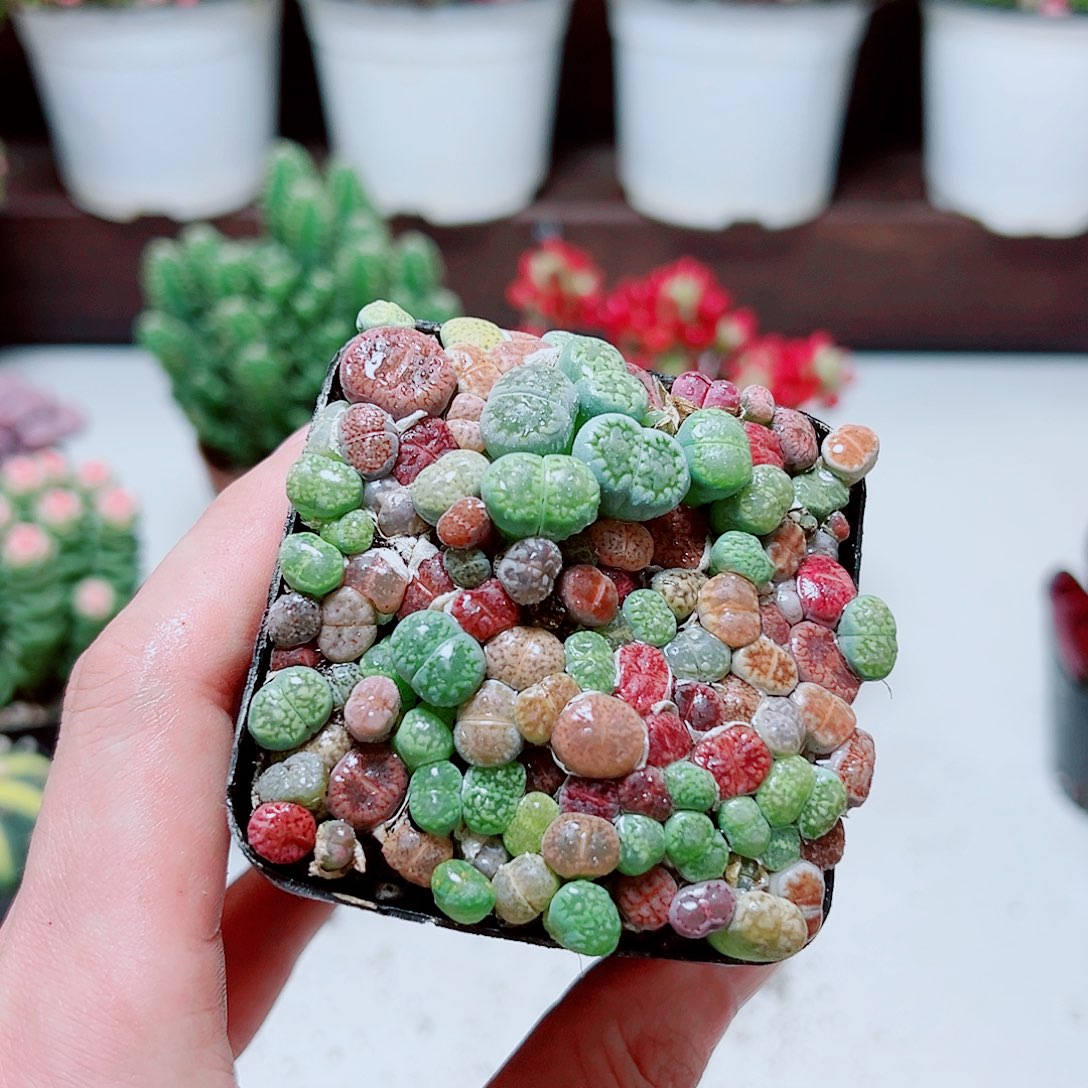 生石花11111111111