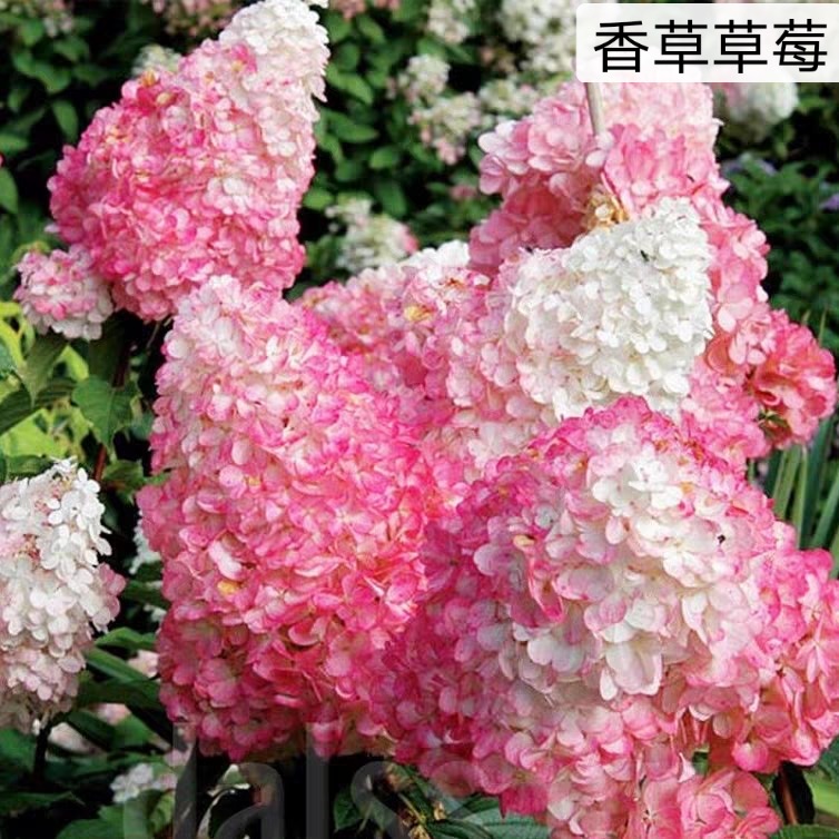 淡蓝花园【圆锥木绣球】20加仑香草草莓石灰灯北极熊木本绣球