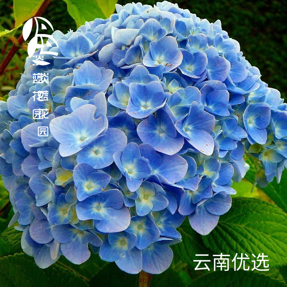 【淡蓝花园】绣球花一物一拍 盆栽 大花绣球 