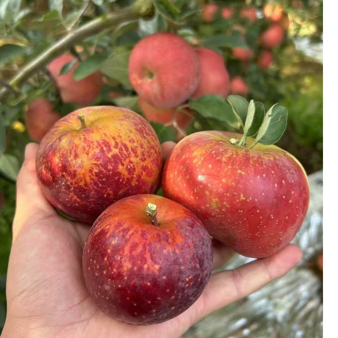 福利补贴云南昭通丑苹果脆甜新鲜水果1