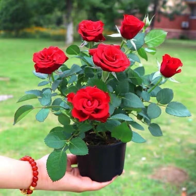 玫瑰花苗盆栽玫瑰花室内外耐寒浓香月季花卉四季开好养