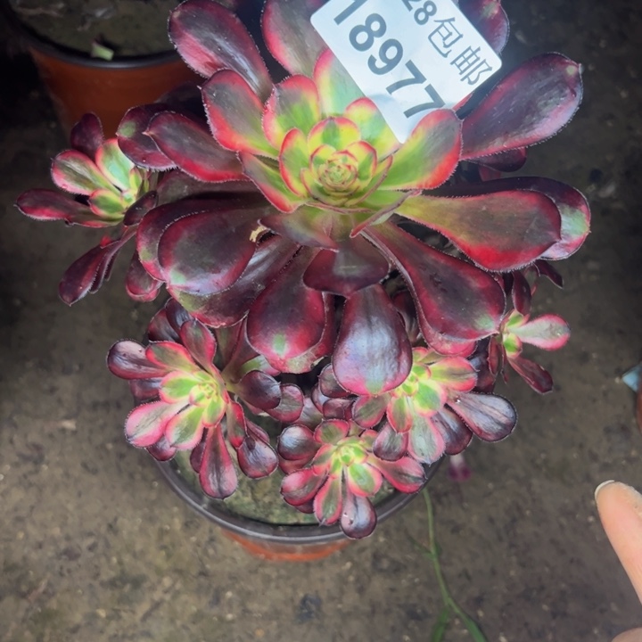 18977香奈儿多肉植物