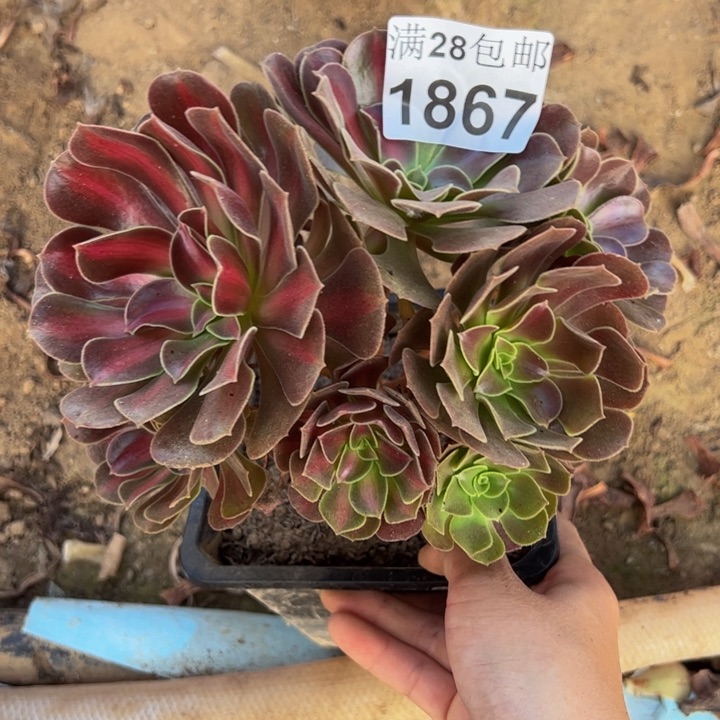 1867中多肉植物花