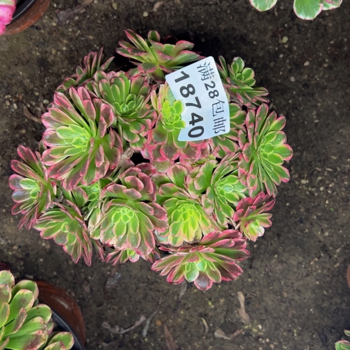 18740朝霞多肉植物