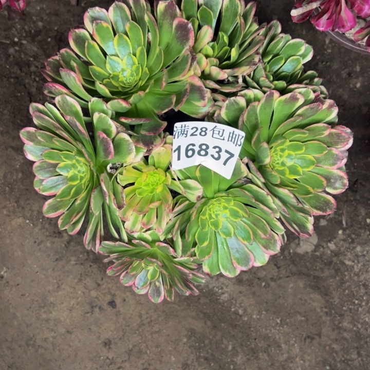 16837朝霞多肉植物