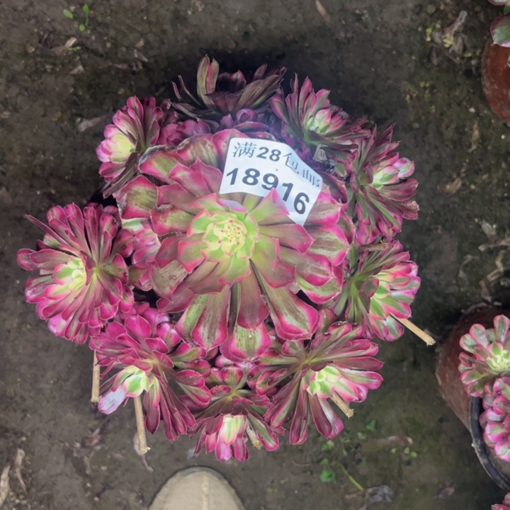 18916同白杆湾多肉植物