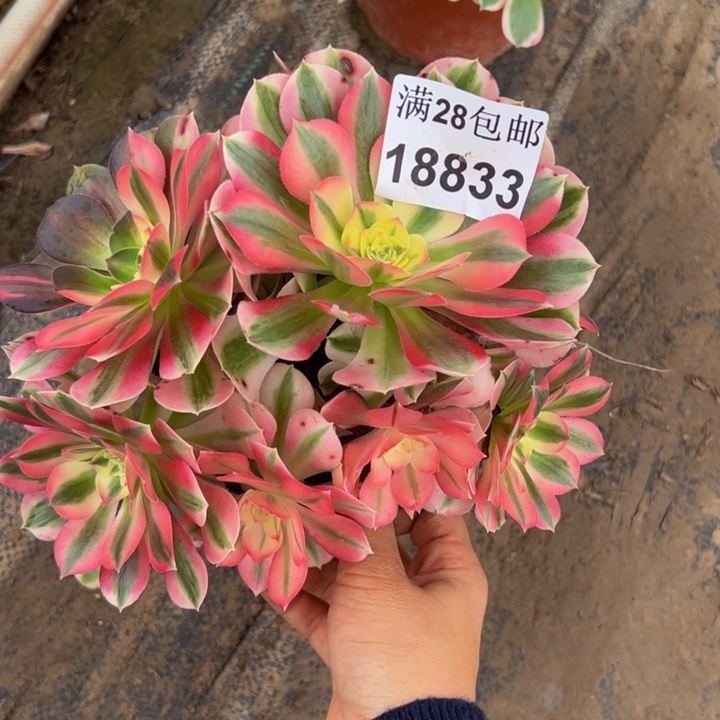 18833女巫多肉植物