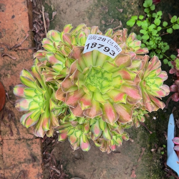 18793韶华多肉植物