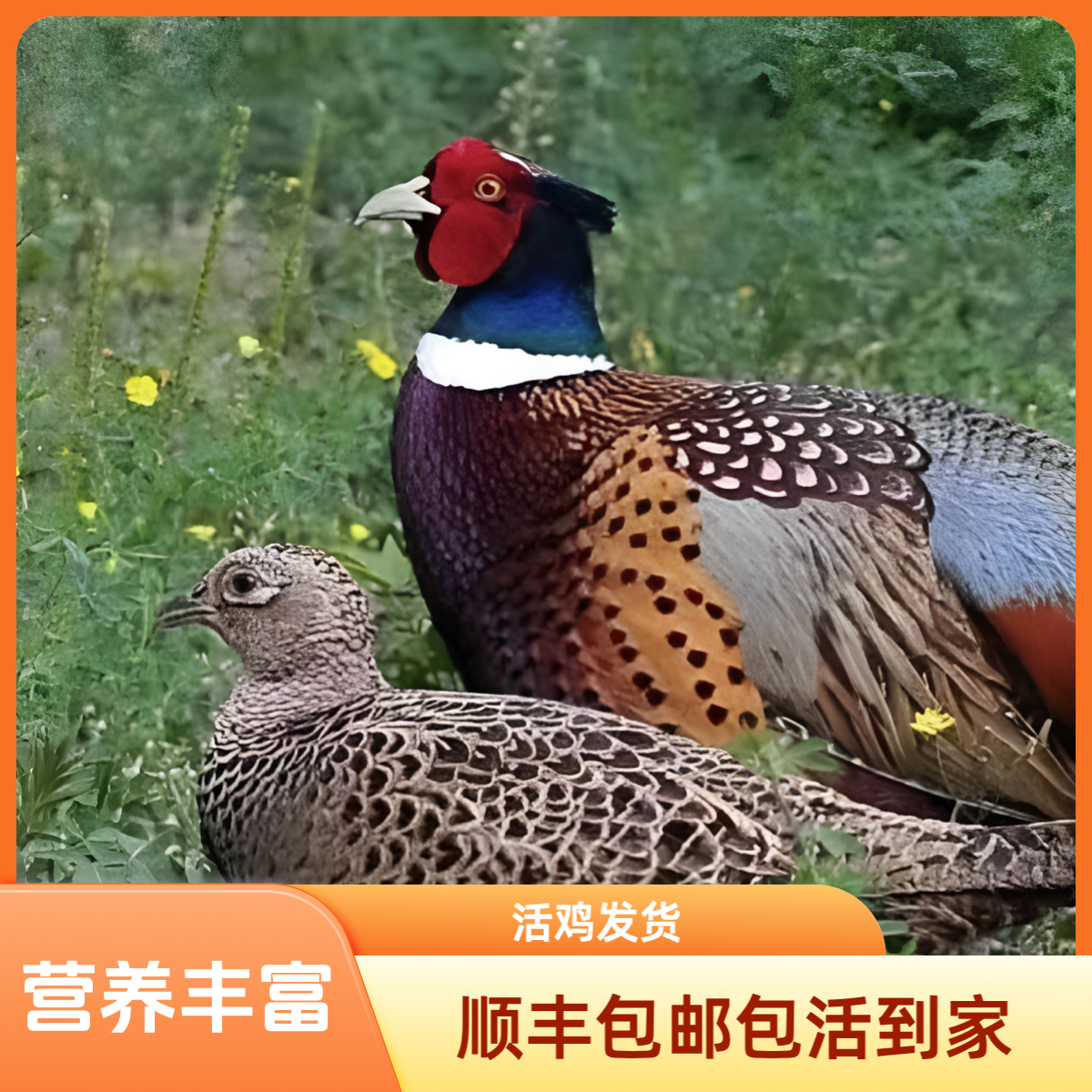 云南高原散养七彩山鸡公鸡两斤半母鸡一斤半顺丰包邮新鲜散养生态