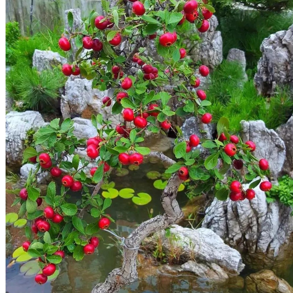 小叶山里红（河南特产）直播下单