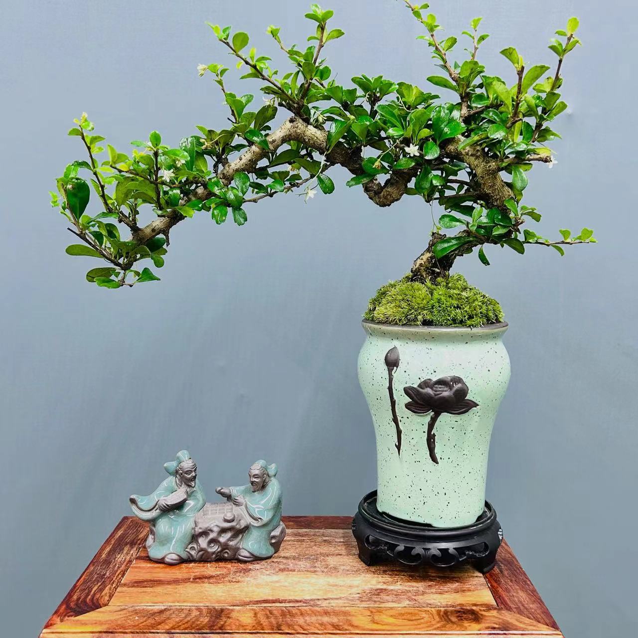 攀枝花茶盆景老桩悬崖造型盆栽室内养护鲜活书房桌福建茶禅意植物