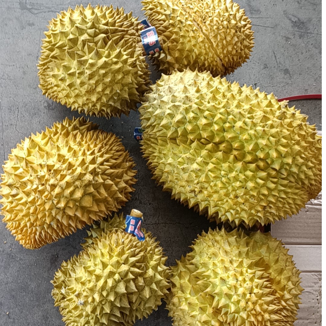12.24AAA树熟金枕榴莲