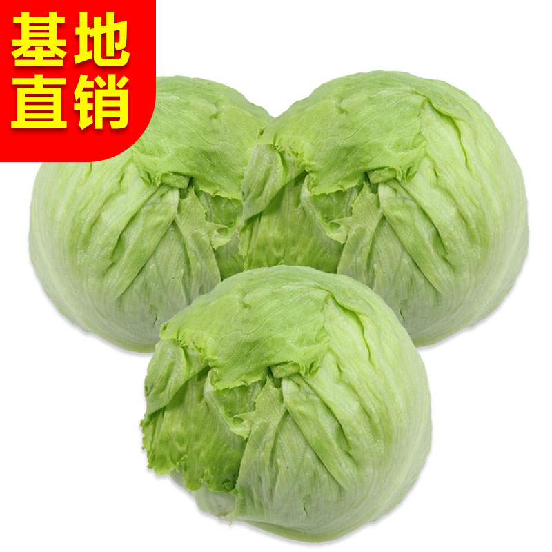 新鲜球生菜10斤包邮圆生菜沙拉菜西生菜沙拉蔬菜结球生菜产地直销