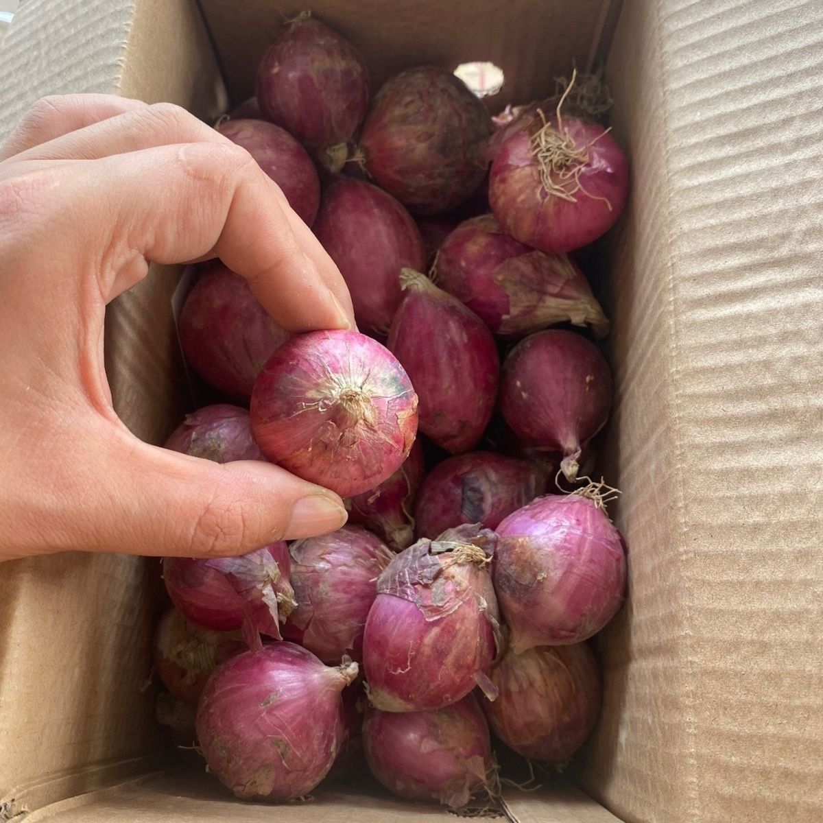 2025新鲜小洋葱迷你洋葱好吃多汁洋葱产地直销