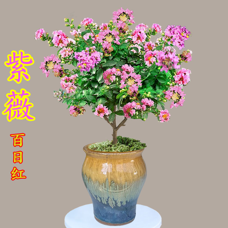 紫薇花百日红阳台庭院观花植物绿化花坛美化空间开花漂亮植物喜阳