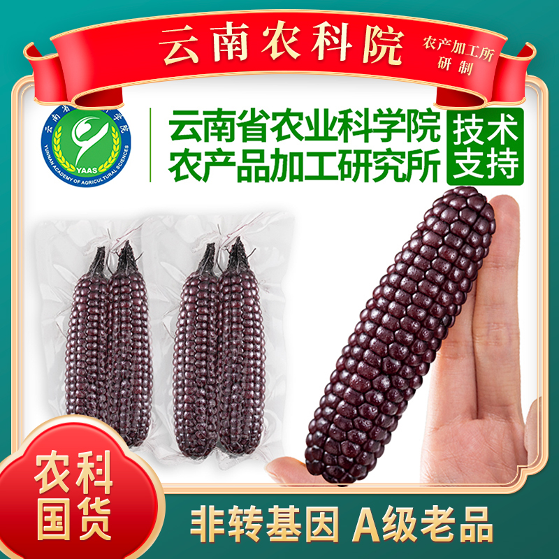 【紫糯拇指小玉米&云南农科院】西双版纳产区 老品种 天然 非转基