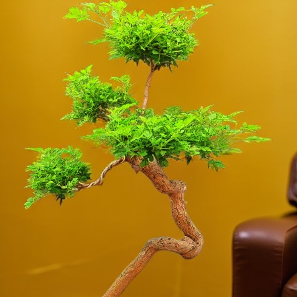 【150元专拍链接】好运盆景，花卉，绿植