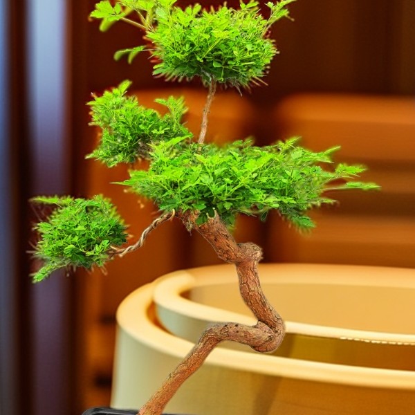 【120元专拍链接】好运花卉盆景
