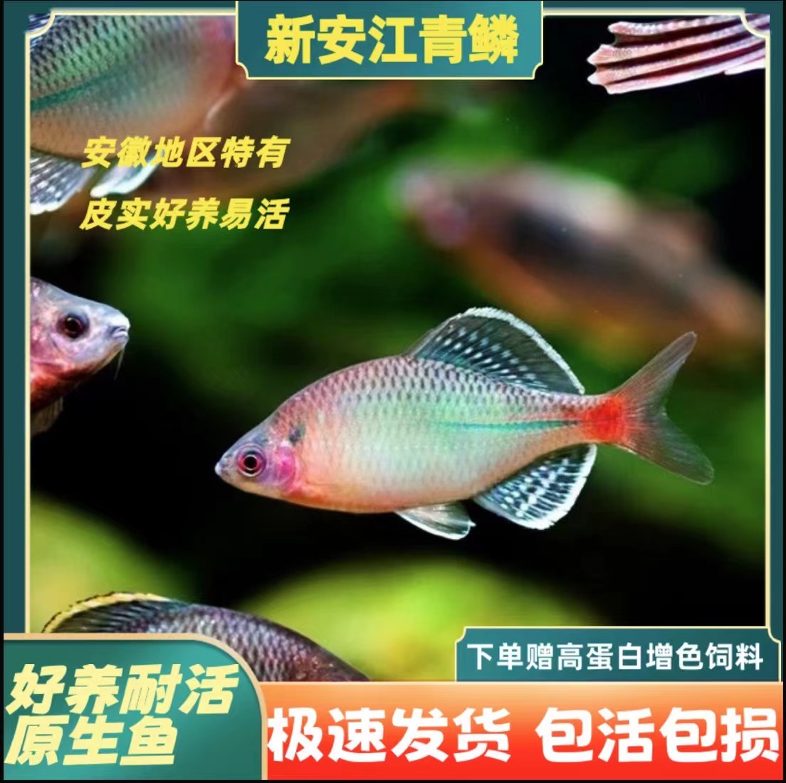 新安江青鳞非衢州江青鳞原生鱼鰟鮍江西青鳞皮实好养冷水鱼不加温